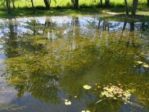 pond management treatment before